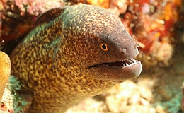 Sipadan_2015_Murene a lisere jaune_Gymnothorax flavimarginatus_IMG_3134_rc